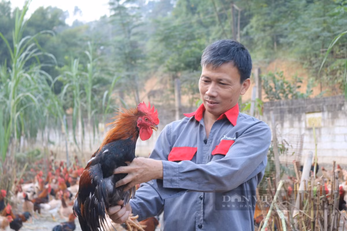 Tỷ phú nuôi gà thả vườn ở Lào Cai, giám sát - Hình 2 Ty phu nuoi ga tha vuon o Lao Cai, giam sat-Hinh-2