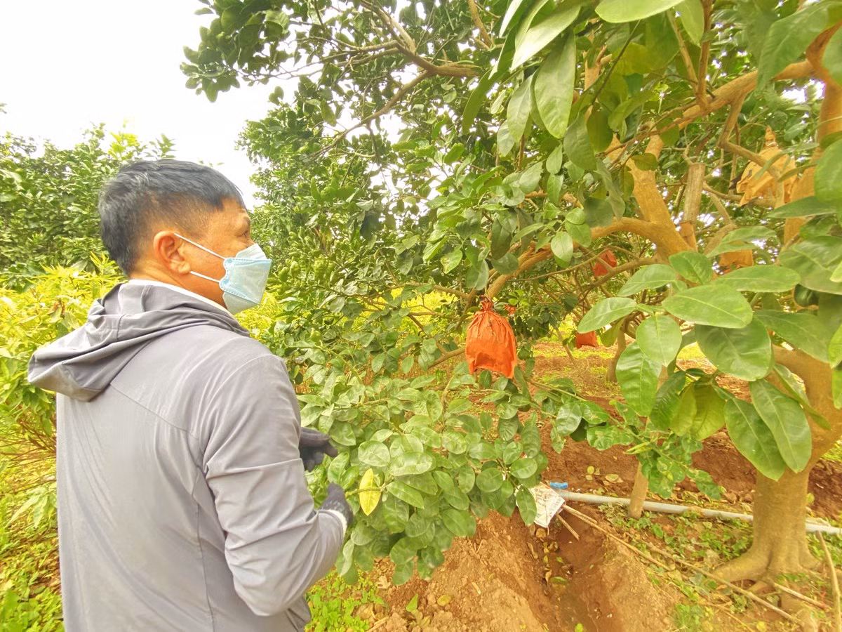 Nông dân thường xuyên tuốt lá để cho cây ra hoa đồng đều.
