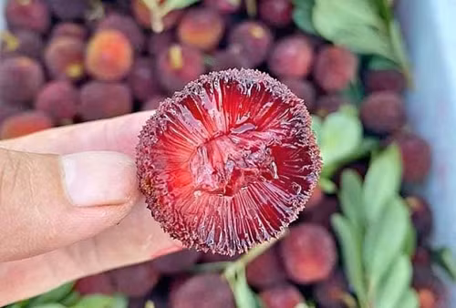 Bên cạnh đó, thanh mai khá xốp, nhiều khe hở nhỏ nên khó làm sạch. Ngay cả những quả không chứa ấu trùng, bạn cũng nên hạn chế cho trẻ nhỏ ăn. Nguyên nhân bởi loại quả này thu hút nhiều sâu bọ, người trồng có thể sử dụng hóa chất để bảo vệ. Sử dụng quả tồn dư thuốc trừ sâu sẽ rất có hại cho sức khỏe.