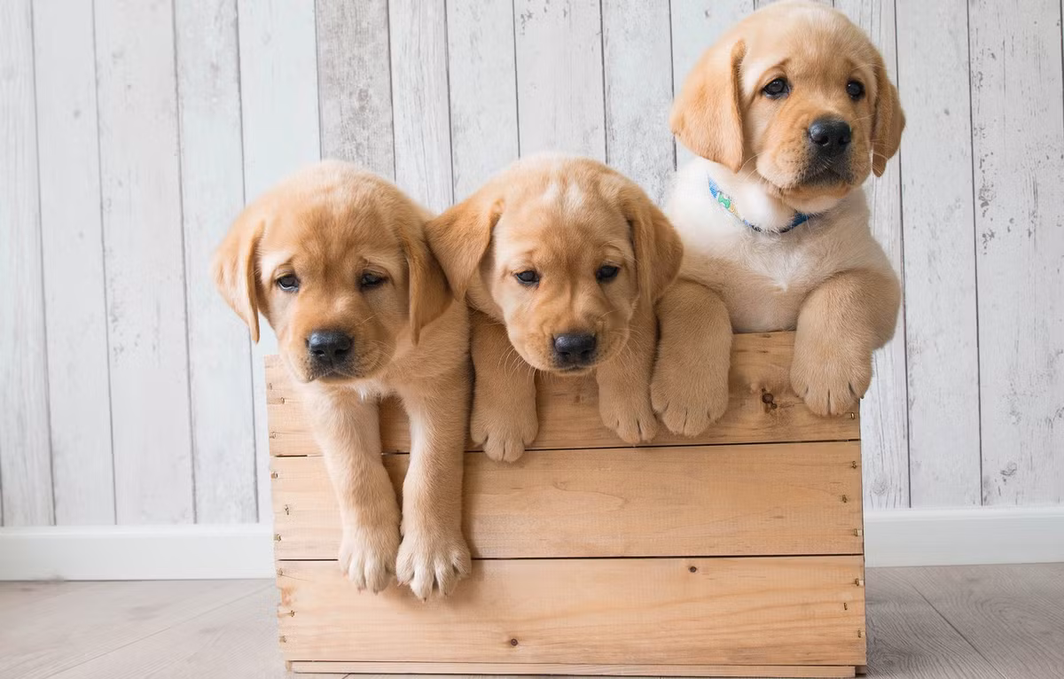  Tuổi Tuất: Con giáp này sống 24 giờ tới khá ung dung thoải mái. Họ đã “vớ bẫm” đủ từ những dự án trọng điểm trước đó nên tranh thủ nghỉ xả hơi tương đối sớm. 