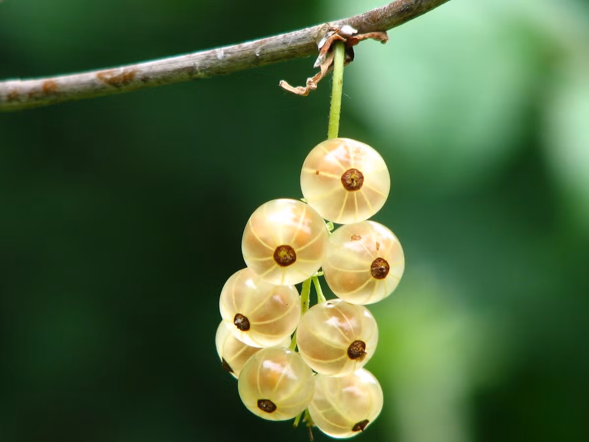 Trong tháng 6/2018, người tuổi Sửu liên tiếp nhận được rất nhiều tin vui trong cuộc sống. Công việc thăng tiến, hoạnh tài tăng nhanh, các khoản thu tăng lên phi mã, đặc biệt sẽ có tin vui về đường con cái. Có thể nói đây là thời gian “Tam Hỷ Lâm Môn” của con giáp này. Ảnh: pexels.com.
