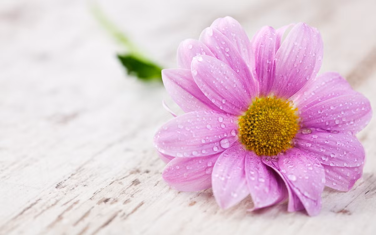 Tuổi Dậu: Công việc: đề phòng tiểu nhân hãm hại. Tài vận: ngày không thích hợp cho việc cầu tài. Tình cảm: nên quan tâm đến sức khỏe của người mình yêu thương. Ảnh: saholany.com.