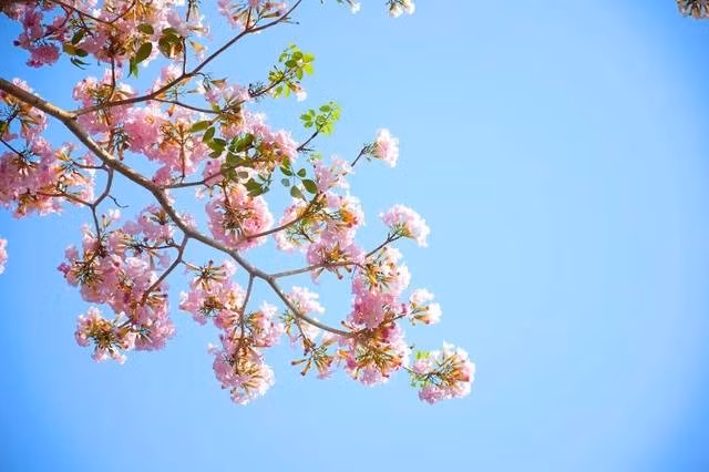  2. Ngày mùng 9 và 14 âm lịch: người sinh vào ngày vàng này là người rất nhạy cảm. Trong công việc, họ luôn có lập trường, chính kiến của mình, sẽ luôn vì giấc mơ của bản thân mà không ngừng nỗ lực.