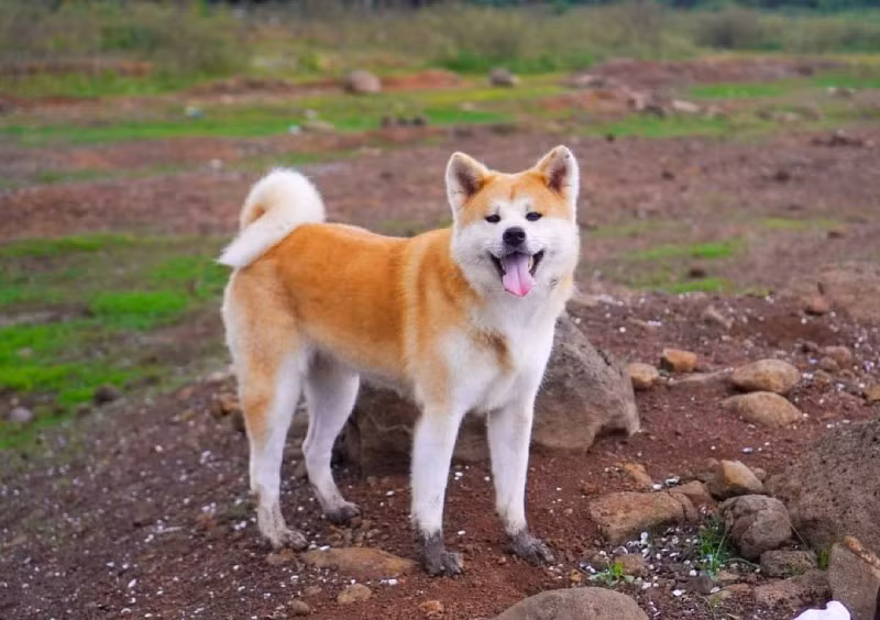1. Akita - Giống chó Nhật Bản to lớn này thường được sử dụng làm cảnh khuyển. Còn khi làm vật nuôi, Akita thường rất cảnh giác, đôi khi quá mức với người lạ. Chúng có thể hung dữ với những con chó khác và có thể tấn công nếu không được huấn luyện cách phân biệt những động vật và người an toàn với những đối tượng cần cảnh giác khi còn nhỏ. Ảnh: Laputa Farm