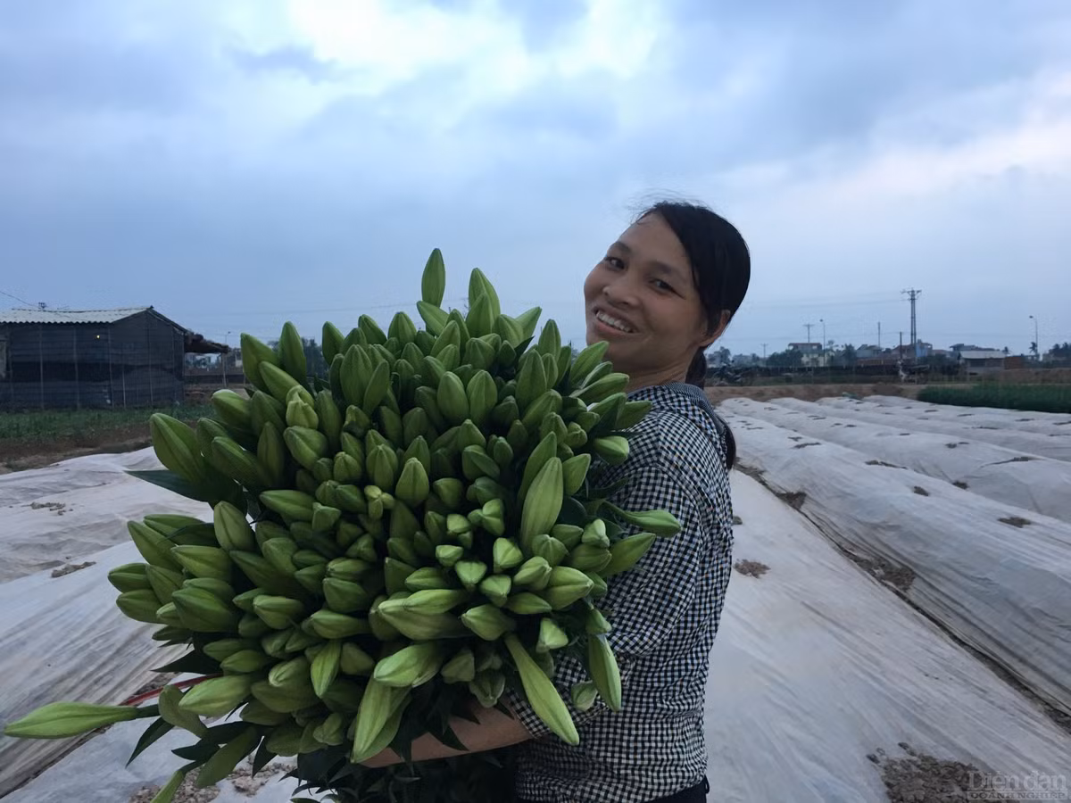 Đặc biệt, thay vì chỉ nở rộ một mùa như loa kèn ta, hoa loa kèn tứ quý nở rải rác nên có thể thu hái trong một thời gian dài để cung ứng cho người sử dụng. Ngoài ra, hoa loa kèn tứ quý có thể trồng nhiều vụ trong năm: vụ xuân hè (trồng tháng 2), vụ thu đông( trồng tháng 8 -10), vụ đông xuân (trồng tháng 10-12). 