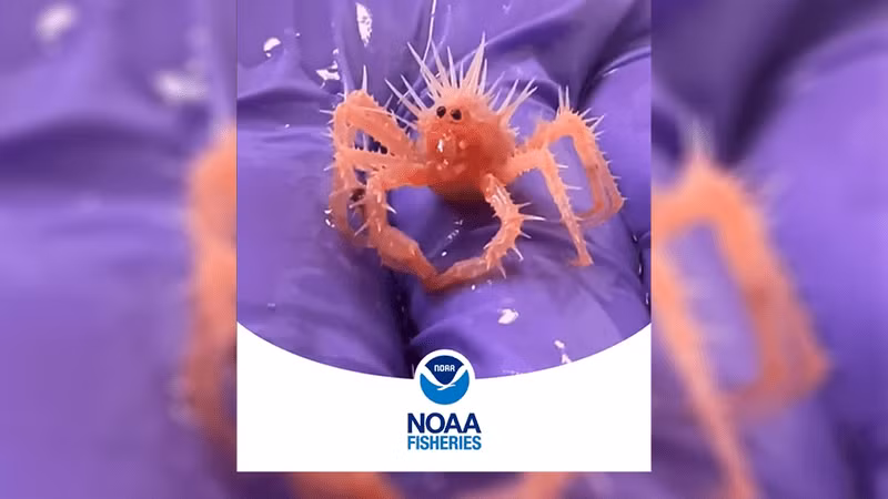 Cơ quan Thủy sản NOAA Fisheries, thuộc Cục Quản lý Khí quyển và Đại dương Quốc gia Mỹ, đã chia sẻ video về một chú cua con nhỏ xíu. Cơ thể nó phủ đầy gai, khuôn mặt ngơ ngác, nằm trong lòng bàn tay nhà khoa học. Ảnh: @NOAA Fisheries.