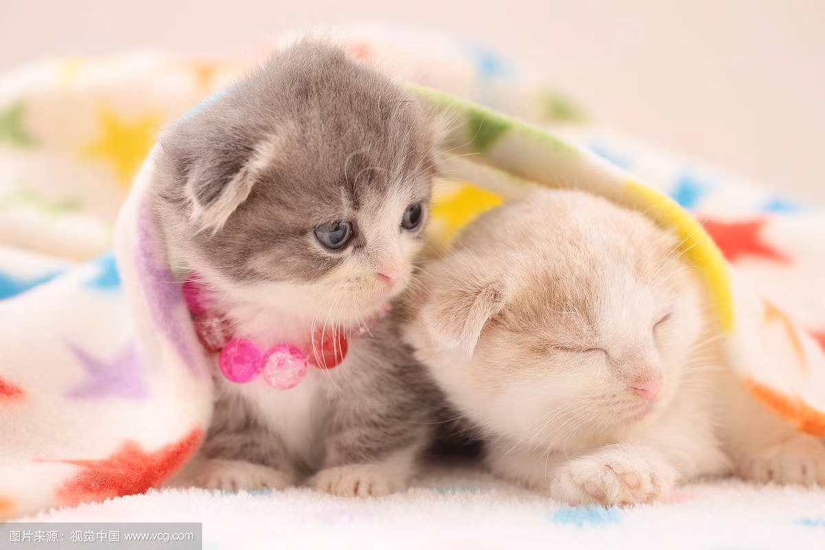 Tuổi Mão: Thời gian 5 ngày tới, do được thần phật phù hộ nên người tuổi Mão nhất định sẽ gặp may mắn về tiền bạc.