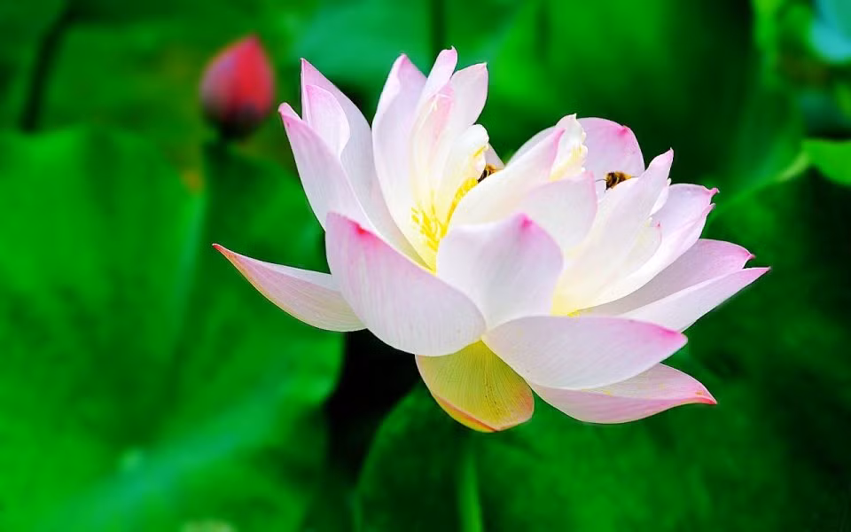 Tuổi Ngọ: có thể tìm thấy những cơ hội kinh doanh, giao thương từ việc kết giao bạn bè mới. Tài vận: ngày không nên đầu tư với số tiền quá lớn. Tình cảm: chú ý vận đào hoa xấu làm ảnh hưởng đến tình cảm lứa đôi. Sức khỏe: không nên ăn quá nhiều đồ ngọt. Hướng vượng tài: hướng Đông, kỵ hướng Bắc. Màu sắc vượng vận: màu vàng. Quý nhân: tuổi Tuất. Ảnh: depdrama.com.