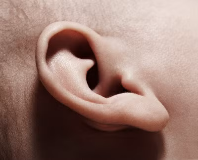 Tai là nơi để xem về sự giàu có của mỗi người. Người có tai càng dày, hơn nữa thùy châu (dái tai) lại dính sát vào phần da phía sau tai là người có được phúc tài nhờ nỗ lực của bản thân. Ảnh: image.baidu.com. 
