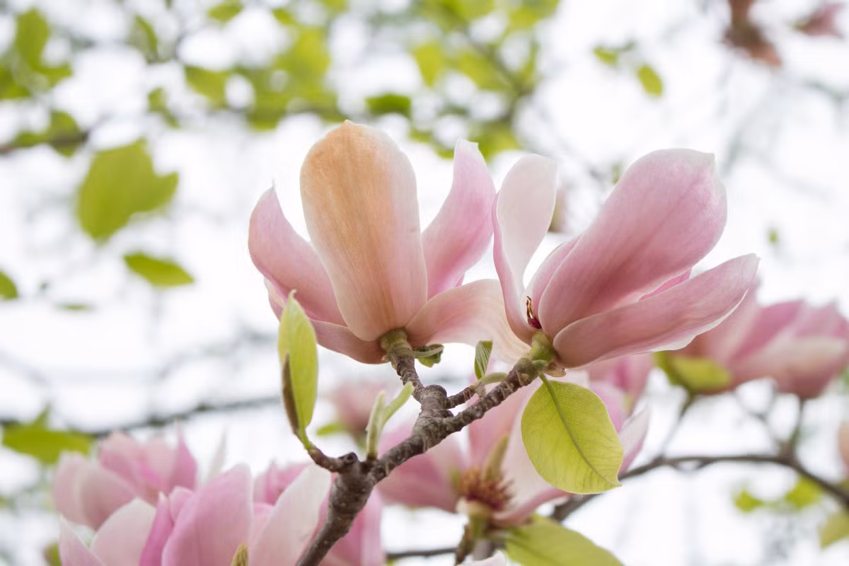 Nhưng trong vòng hai tháng tới, do thời vận đến nên được quý nhân giúp đỡ và dẫn đường chỉ lối nên con giáp này đã khắc phục được mọi khó khăn đồng thời trang trải hết nợ nần. Ngoài ra còn kiếm được số tiền không nhỏ nên không còn phải “đau đầu vì tiền nữa. Ảnh: pexels.com. (Bài viết chỉ mang tính tham khảo, cung cấp nội dung trắc nghiệm vui cho bạn đọc).