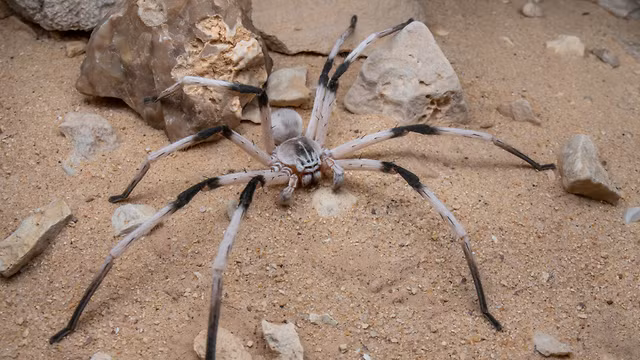 Cerbalus aravaensis có khả năng xây dựng hang ổ ngầm với những chiếc nắp được thiết kế khéo léo trông giống như cánh cửa sập. Chiếc nắp đậy này được làm từ cát và vật liệu dính, giúp che giấu lối vào hang ổ, cũng như giúp tránh xa tầm mắt những kẻ săn mồi khác. Ảnh: @Ynetnews.