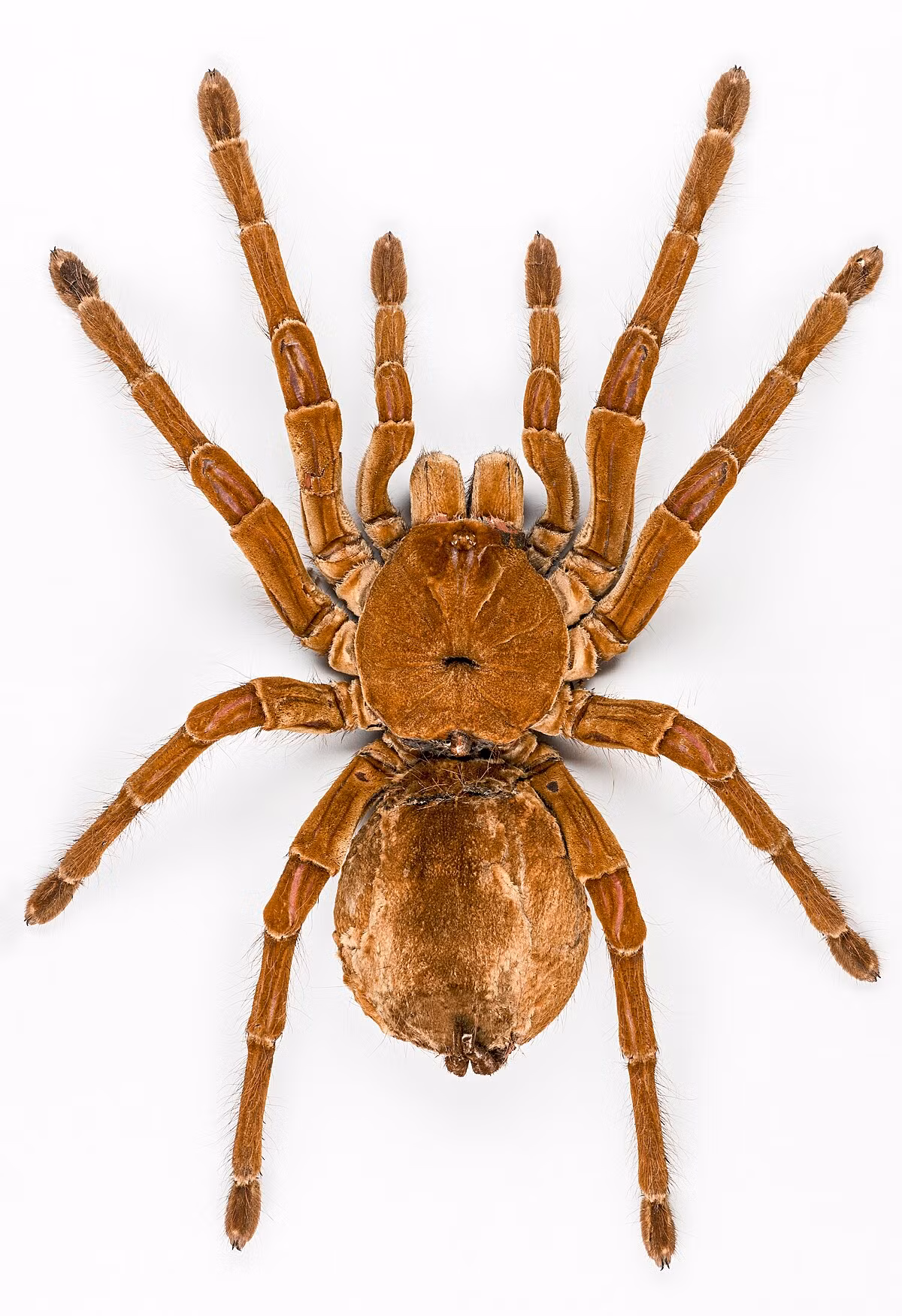 Theraphosa blondi được coi là loài nhện lớn nhất thế giới (thậm chí còn lớn hơn cả loài bọ cạp lớn nhất thế giới đang còn sống), nó cũng là loài nhện nặng nhất. Ảnh: @Wikipedia.