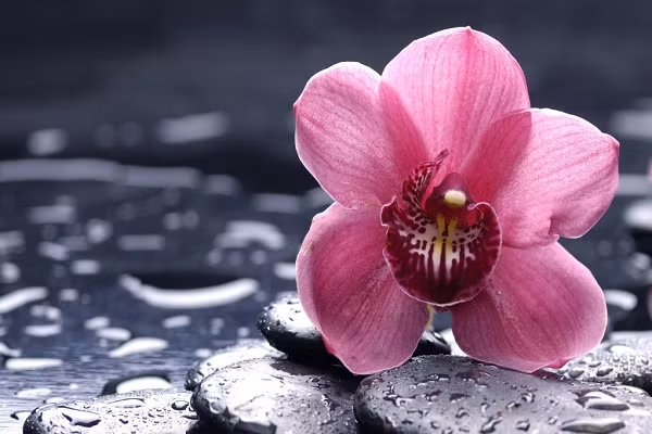 Tuổi Dần: Công việc: phát sinh một vài chuyện ngoài ý muốn. Tài vận: con giáp này không nên quá lãng phí vào việc mua sắm. Tình cảm: nên dành nhiều thời gian hơn nữa cho người mình yêu thương. Ảnh: baidu.com.