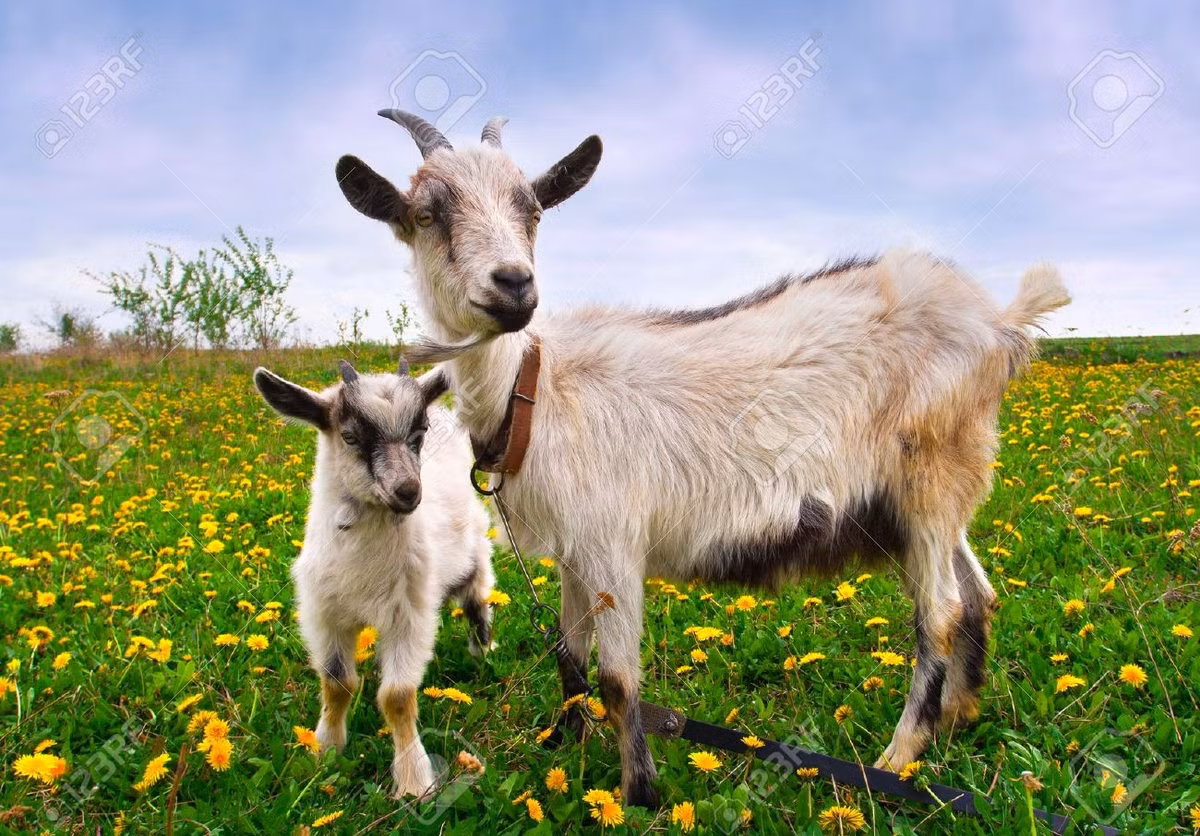 Tuổi Mùi: Những người tuổi Mùi bao dung và dễ gần, luôn đầy nhiệt huyết giúp đỡ mọi người. Vì vậy số người mang ơn con giáp này rất nhiều, chờ đợi cơ hội để có thể báo đáp con giáp. Từ cuối tháng 6 cho đến 4 tháng sau đó, con giáp gặp nhiều may mắn về tài lộc.
