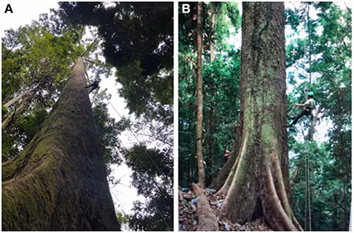 Sâu trong những khu rừng nguyên sinh của Thung lũng Danum ở Sabah, trên đảo Borneo của Malaysia, được gọi trìu mến là Menara (có nghĩa là "tháp" trong tiếng Mã Lai), đây là cây nhiệt đới cao nhất được biết đến. Ảnh: @Wikipdia.