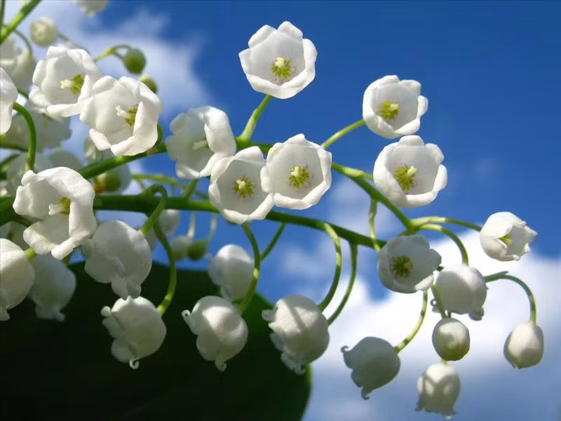 Tuổi Hợi: Người tuổi Hợi trong vòng 60 ngày tới, được cát tinh “Thiên Tài” phù hộ, do vậy ngày nào cũng gặp may mắn về tiền bạc. Thời gian trước đây, vận thế của con giáp này không tốt, thậm chí còn không đạt được bất cứ một thành tựu gì. Ảnh: baidu.com.