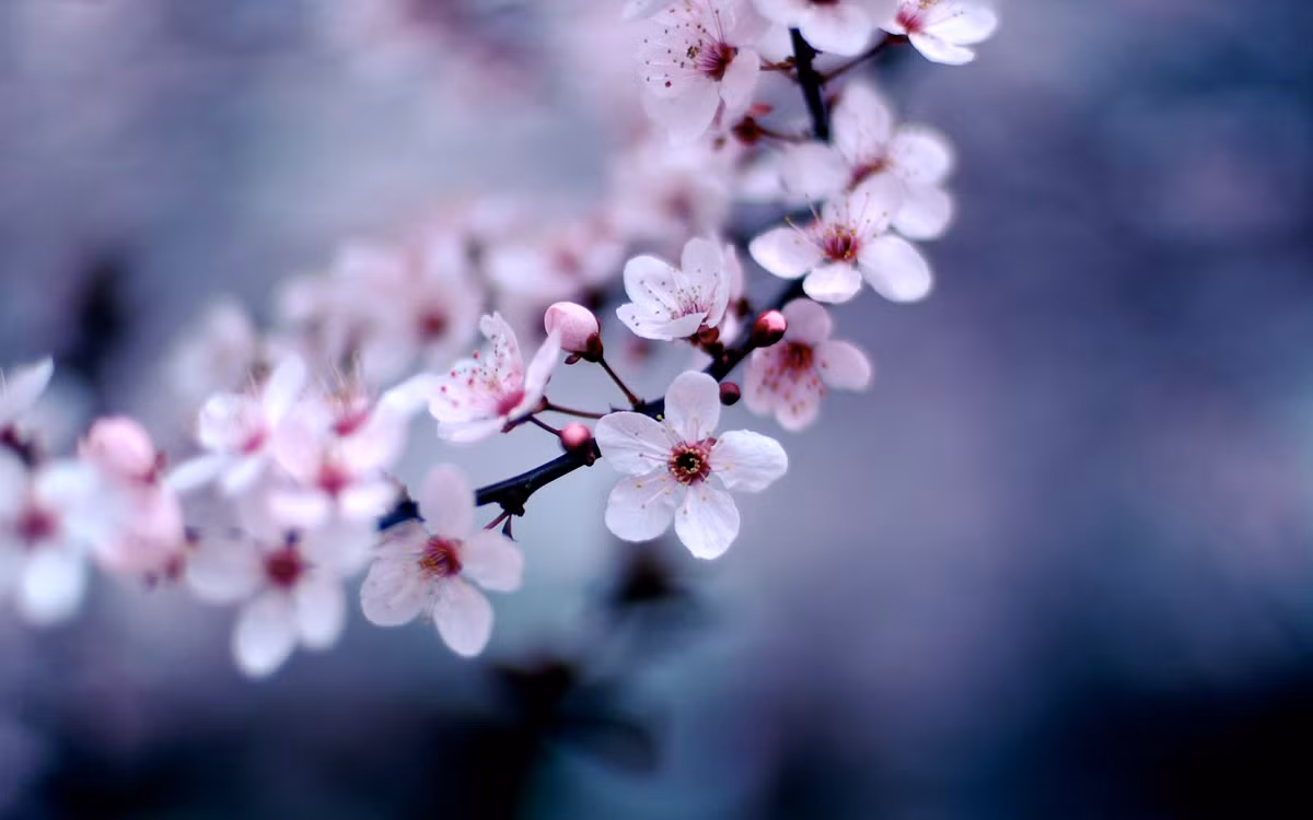 Người tuổi Tý là người có thể tìm những cơ hội khác nhau, dùng những cách khác thường để kiếm tiền. Con giáp này có thể tìm ra cơ hội kiếm lời từ những thứ nhỏ nhặt nhất cộng thêm bản thân bẩm sinh đã được thần tài soi chiếu nên rất nhanh chóng trở nên giàu có. Ảnh: baidu.com. 