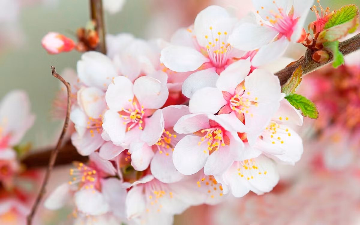 Cho dù họ có xuất thân từ gia đình bần hàn, nhưng khi trưởng thành sẽ rất dễ dàng có được mối lương duyên tốt. Sau khi kết hôn, cuộc sống gia đình của họ sẽ ngày một sung túc, có thể nói cả đời không phải lo đến chuyện “cơm, áo, gạo, tiền”. Ảnh: baidu.com.