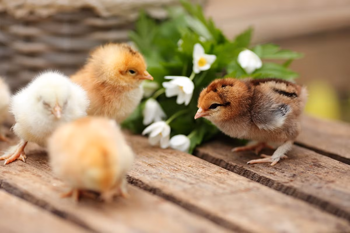  Tuổi Dậu: Dự đoán ngày mới cho 12 con giáp chúc mừng, các cơ hội tuyệt vời đang ập đến dồn dập khiến bạn giàu lên rất nhanh. Càng chi nhiều càng kiếm bộn nên hãy mạnh tay. Chuyện tình cảm vừa tầm, tốt nhất đừng quá kén cá chọn canh mà rơi vào cảnh lắm mối tối nằm không.