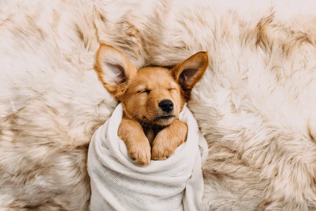 Tuổi Tuất tinh thần làm việc giảm sút do bản thân cảm thấy không được coi trọng. Tài lộc chỉ ở mức trung bình, con giáp vẫn đang đắn đo việc kinh doanh, nên thu nhập chưa thể có thay đổi.