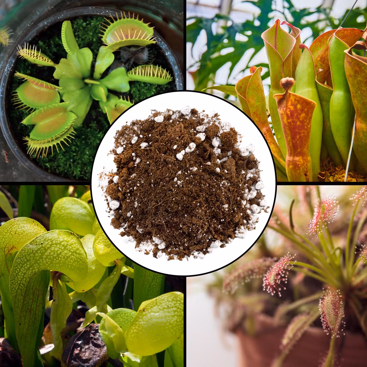 Xa hơn nữa, những cây sundews lấp lánh với những sợi lông phủ đầy keo được tìm thấy ở những vùng khí hậu mát mẻ của Canada và Châu Âu, nơi chúng thích mọc trong các đầm lầy quá thiếu chất dinh dưỡng. Ảnh: @Amazon.