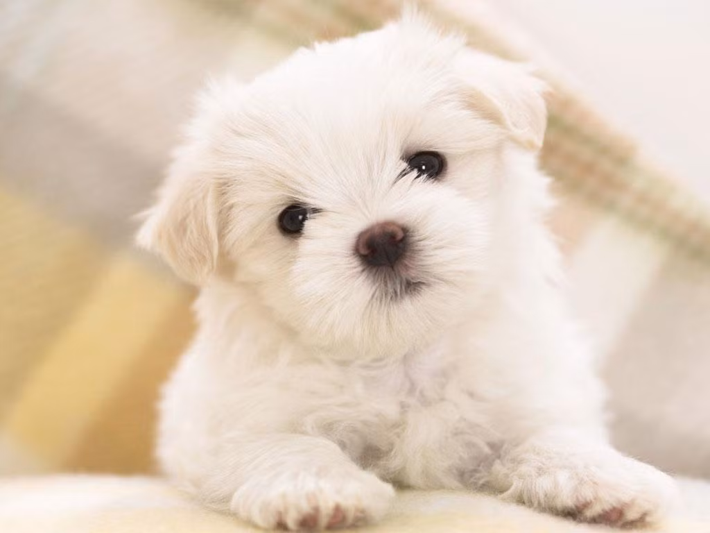 Tuổi Tuất vốn tài năng hơn người, chỉ vì hơi thẳng thắn nên đôi khi mâu thuẫn với sếp. Tuy nhiên một khi cát tinh chiếu rọi, khiến mọi việc đều vận hành một cách thuận lợi, mối quan hệ của con giáp với lãnh đạo cũng trở nên thấu hiếu, tuổi Tuất được công nhận tài năng, có cơ hội nâng cấp bậc tại nơi làm việc.