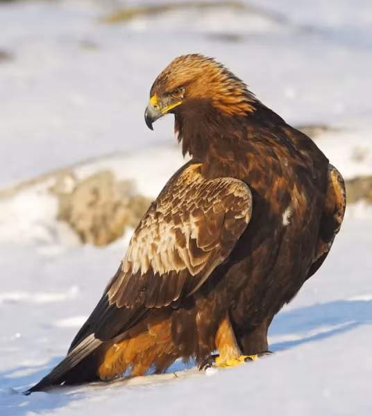 Đại bàng vàng (Aquila chrysaetos) là một trong những loài chim săn mồi lớn nhất và mạnh nhất thế giới. Nó được tôn kính như một sứ giả thiêng liêng, và là biểu tượng của quyền lực trong các nền văn hóa trên toàn thế giới qua nhiều thiên niên kỷ. Ảnh: @Nature Prints &amp; Wall Art.