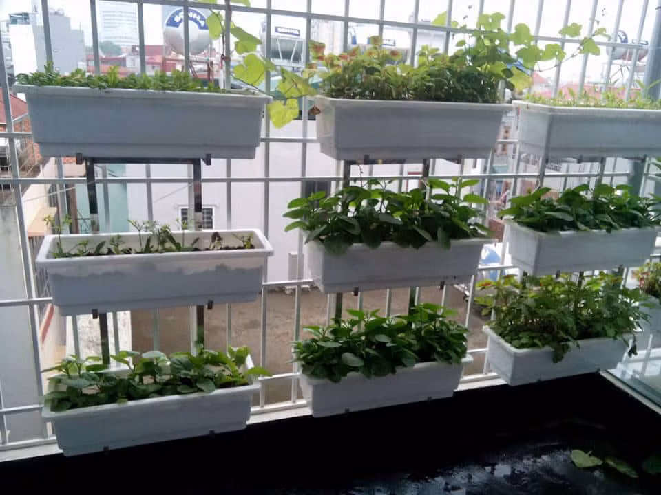 Khi bón phân, bạn có thể kết hợp phân hữu cơ với phân hóa học (đạm, lân, kali, phân tổng hợp NPK…). Ngoài ra, bạn nên bón vào thời kỳ thời kỳ cây con, thời điểm cây ra hoa kết trái và kết thục bón trước khi thu hoạch 5-7 ngày.