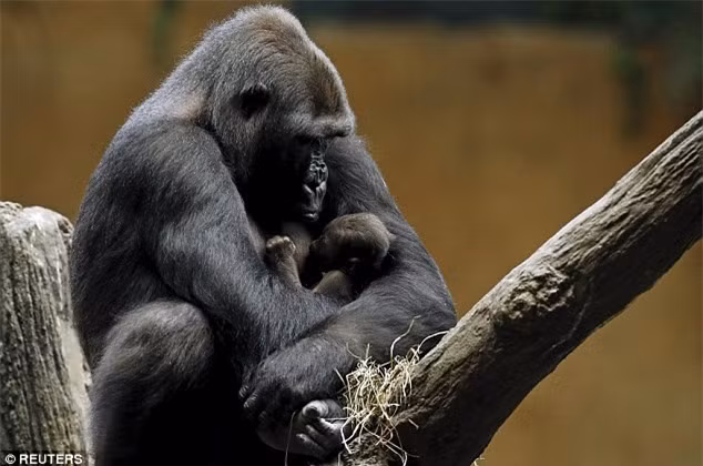 Khi khỉ đột con Zachary được sinh ra, khỉ đột mẹ Kamba không rời cậu con trai bé bỏng của mình dù chỉ nửa bước. Kamba luôn bế theo Zachary trên tay dù làm bất cứ việc gì hay đi đâu. Còn Zachary bé bỏng thì bám chặt lấy mẹ mình không buông. Ảnh: Getty Images.