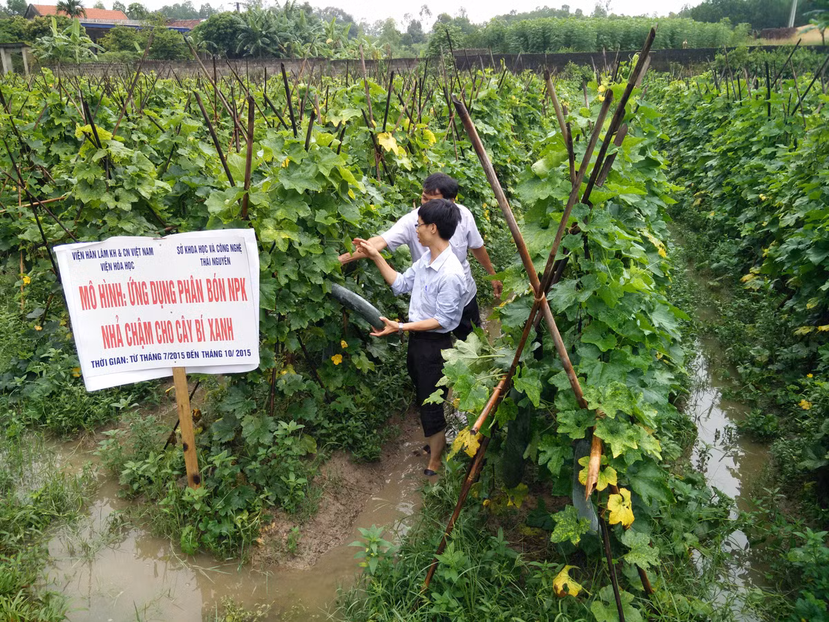 Ngoài ra, sản phẩm có sự đa dạng về thành phần dinh dưỡng (N,P,K), thời gian nhả (khoảng 3;6;9 tháng), phù hợp với điều kiện khí hậu, từng loại cây trồng ở Việt Nam. Đặc biệt, phân không ảnh hưởng xấu đến tính chất của đất do lớp vỏ bọc polyurethan có khả năng phân hủy sinh học bởi các vi sinh vật trong đất, thân thiện với môi trường, chỉ cần bón 1 lần/vụ.