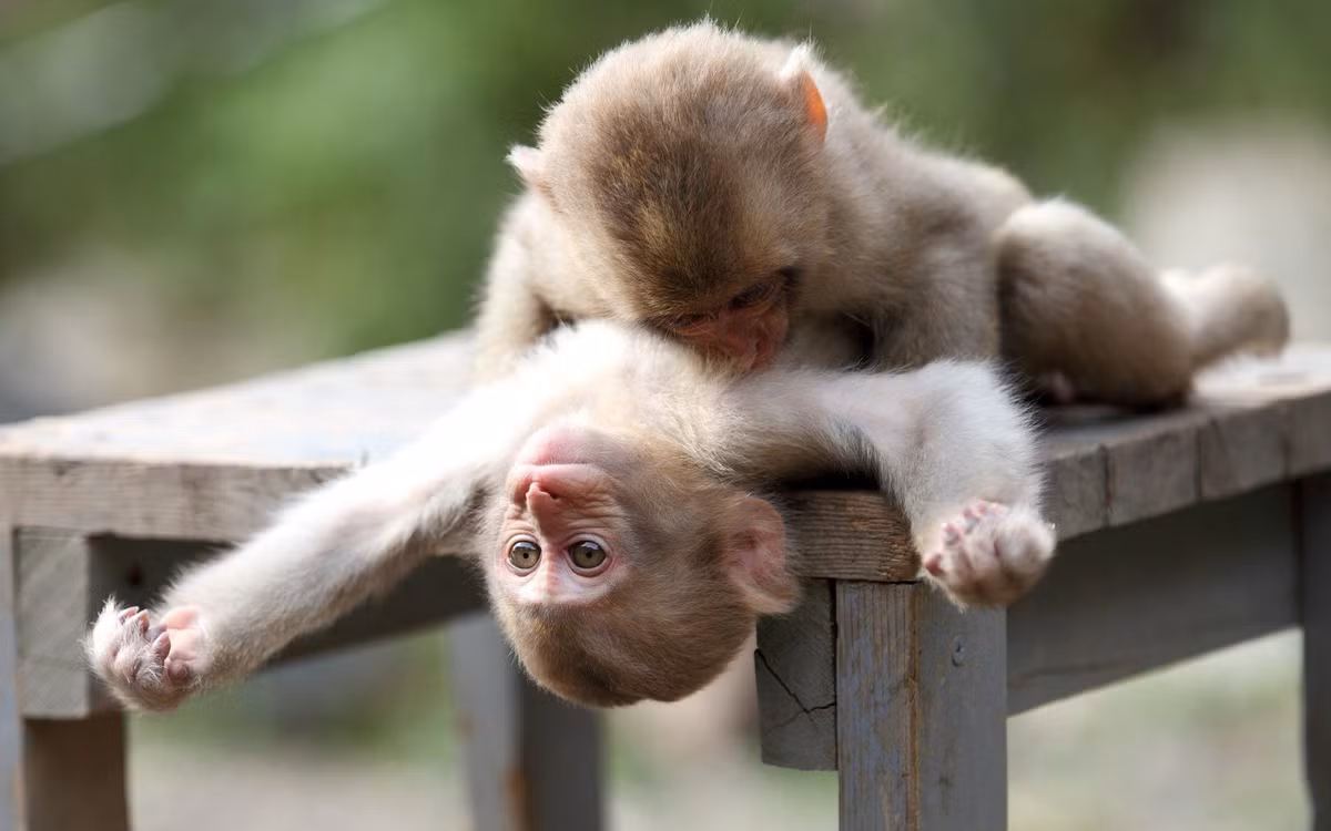  Tuổi Thân: Hôm nay rất phù hợp để con giáp này phát triển kinh doanh, càng liều càng thắng đậm, tiền bạc dư dôi. Trái lại trong chuyện tình cảm, phải nhẹ nhàng, từ tốn, không được tùy tiện hành xử hoặc phát ngôn khiến người thương hiểu nhầm.