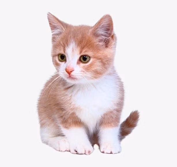 Người tuổi Mão hôm nay nên nói ít làm nhiều, vừa để khẳng định năng lực bản thân và tránh đi những phiền phức, thị phi không đáng có đeo bám. 