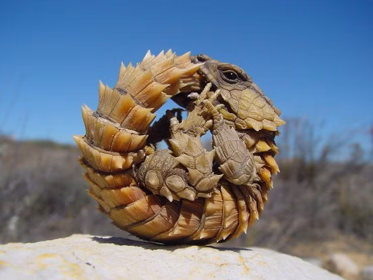 Tên chi Ouroborus bắt nguồn từ biểu tượng cổ xưa "ouroboros", mô tả một con rắn hoặc rồng ăn đuôi của chính nó, thường được dùng để biểu thị các khái niệm về sự vĩnh cửu, bản chất tuần hoàn của cuộc sống và chu kỳ đổi mới vô tận của sự sống. Ảnh: @Pinterest.