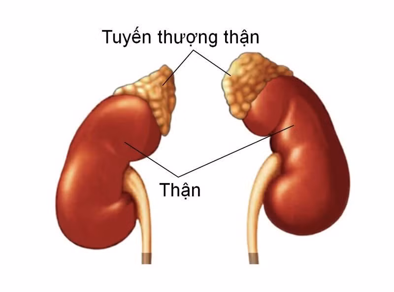 Bệnh tăng sinh tuyến thượng thận bẩm sinh (congenital adrenal hyperplasia - CAH) là một bệnh di truyền, bệnh xuất hiện khi chức năng sản xuất nội tiết tố của tuyến thượng thận bị rối loạn. Nếu một người có tuyến thượng thận hoạt động kém thì khi bị ốm bệnh nhẹ cũng có thể rơi vào trang thái sốc với huyết áp hạ tới mức nguy hiểm.