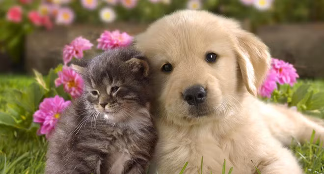 Xét về địa chi, Mão Tuất có quan hệ “lục hợp”. Khi hai con giáp này ở bên nhau sẽ đem lại cho nhau nhiềm vui, tiếng cười cũng như sự may mắn, hưng thịnh. 