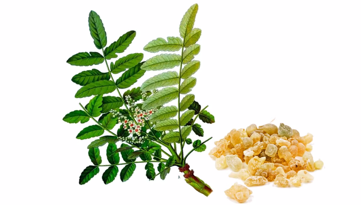 Boswellia là một loại cây sản xuất nhựa có nguồn gốc từ Ấn Độ, Châu Phi và Bán đảo Ả Rập. Ngoài việc thường được sử dụng trong liệu pháp hương thơm, các nghi lễ tôn giáo, nó còn là một phần không thể thiếu của y học Ayurvedic. Ảnh: @elisirlife.