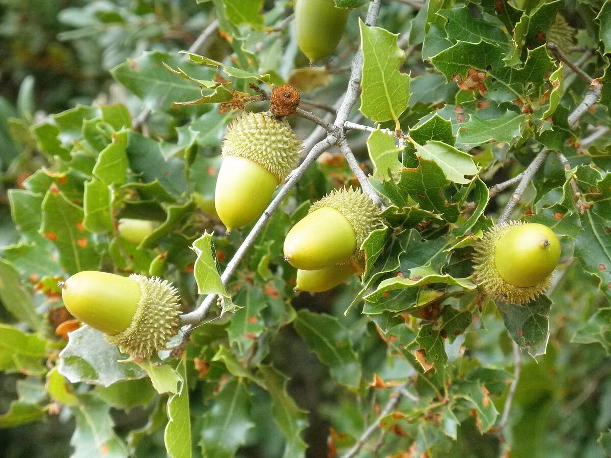 Chúng chuyên ăn nhựa cây sồi Quercus coccifera. Loài cây này phổ biến ở vùng Trung và Đông Địa Trung Hải, bao gồm Tây Ban Nha, Pháp và các khu vực khác, nhưng rất hiếm có ở Israel. Ảnh: @Wikimedia Commons.