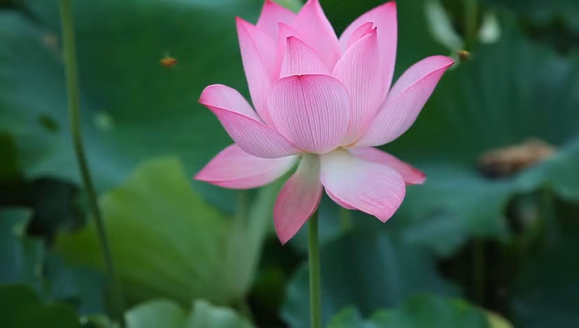 Tuổi Ngọ: Công việc: có tiểu nhân đâm sau lưng. Tài vận: tình hình tài chính của con giáp này rất tốt, có cơ hội cầu tài. Tình cảm: vấn đề sức khỏe ảnh hưởng tới chuyện tình cảm. Ảnh: imange.baidu.com.