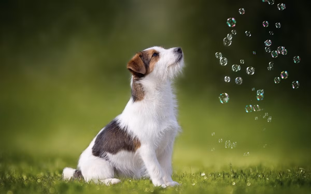 Công việc sẽ có bước ngoặt quan trọng, vì vậy tuổi Tuất hãy kiên nhẫn. Tài lộc giảm sút, con giáp đừng vì tham tiền mà bị kẻ gian lợi dụng.