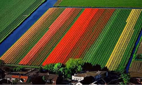 Cánh đồng hoa Tulip đầy màu sắc ở Lisse, Hà Lan.