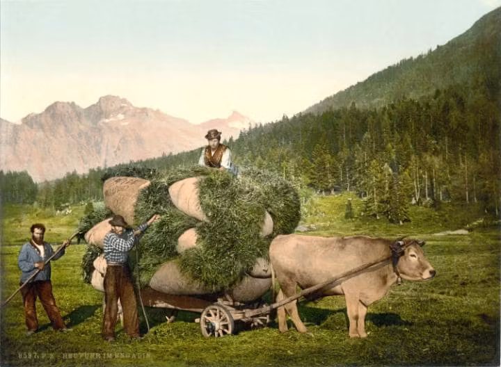 Người dân chở những bao tải cỏ trở về nhà ở Graubunden, Thụy Sĩ. Ảnh: Telegraph
