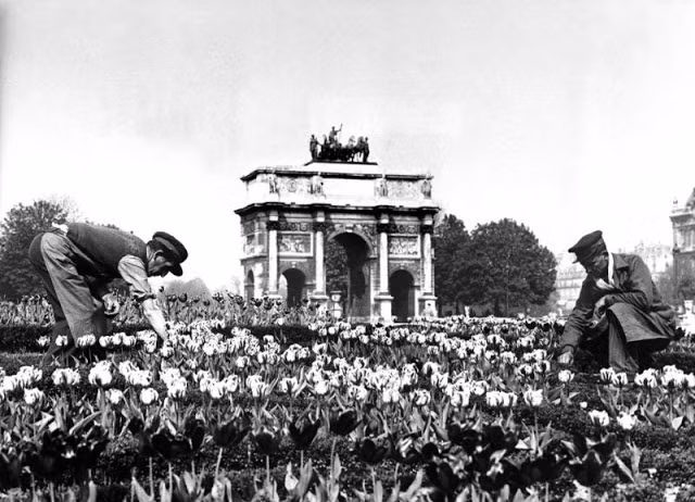 Những người làm vườn trên cánh đồng hoa tulip phía trước trung tâm Carrousel du Louvre ở Paris năm 1929.