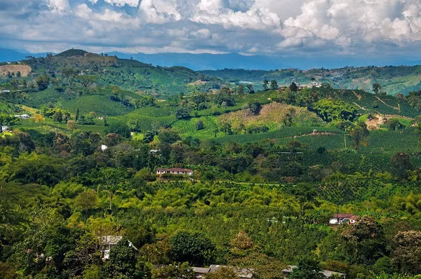 Cảnh quan văn hóa cà phê ở Colombia.