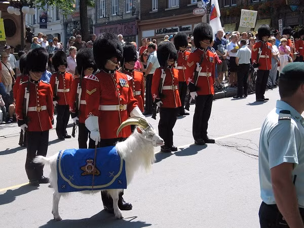 Đội lính gác ở Quebec cũng có linh vật riêng của họ, đó chính là một chú dê có tên Baptiste.