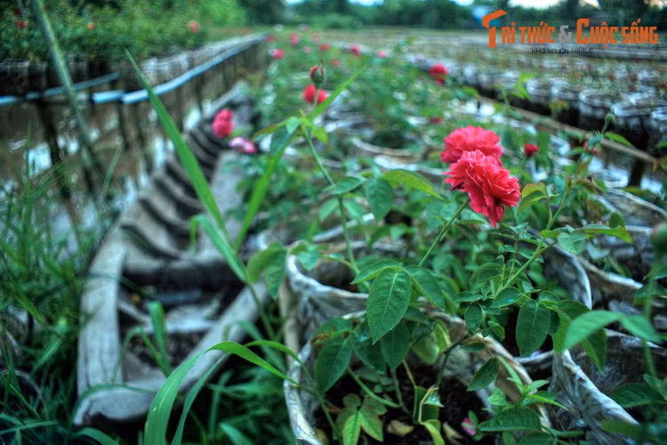 Làng hoa Sa Đéc hay làng hoa Tân Quy Đông (xã Tân Quy Đông, Tp Sa Đéc) là vựa hoa lớn nhất miền Tây Nam Bô, và là địa danh du lịch nổi tiếng Đồng Tháp. Các luống hoa ở đây không nằm trên mặt đất mà được trồng trên giàn, phía dưới là mặt nước xâm xấp được dẫn từ các con rạch.