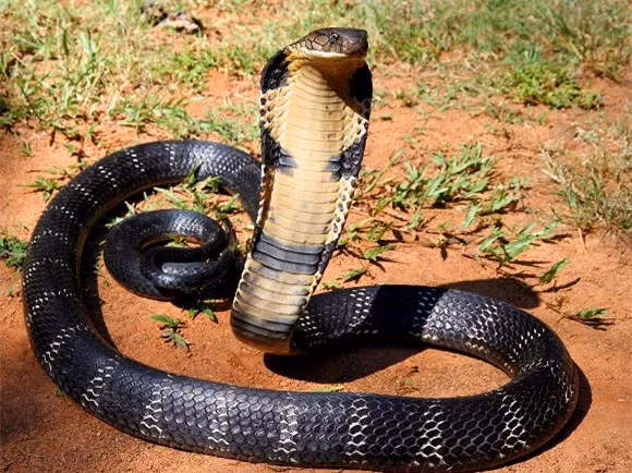 Rắn hổ mang chúa (Ophiophagus hannah): Chúng có khả năng tiêm một lượng lớn nọc độc với liều khoảng 200 - 500mg vào nạn nhân trong một vết cắn. Nọc độc của rắn hổ mang chúa có thể khiến con mồi giảm thị lực nhanh chóng, gây tê liệt, suy hô hấp và tử vong.