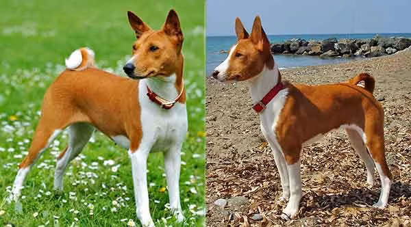 Điểm đặc biệt nhất của Basenji là không bao giờ sủa. Tuy nhiên, chúng thuộc loại “ồn ào”. Tùy tâm trạng chúng có thể gần gừ, tru, rên ư ử...