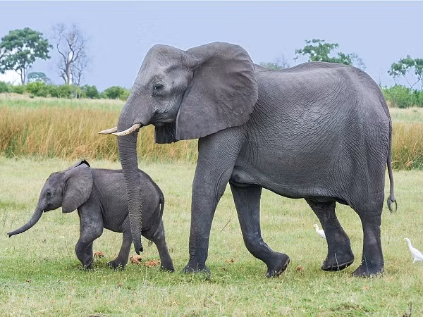 Ở lại Dã Tượng giữ một cánh quân trên núi Tràng Kênh, đánh tan đám quân của Phàn Tiếp, máu giặc nhuộm đỏ cả khúc sông. Dã Tượng chiến đấu với địch như chỗ không người, khiến cho Phàn Tiếp khiếp sợ bỏ lính, để nguyên tên găm trên người nhảy xuống sông chạy trốn, nhưng vẫn bị quân Trần bắt sống.