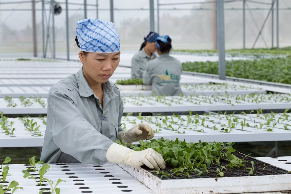VinEco sẽ hỗ trợ về đào tạo kiến thức, quy trình sản xuất theo tiêu chuẩn an toàn, kiểm soát quá trình sản xuất để đảm bảo chất lượng sản phẩm tốt nhất.