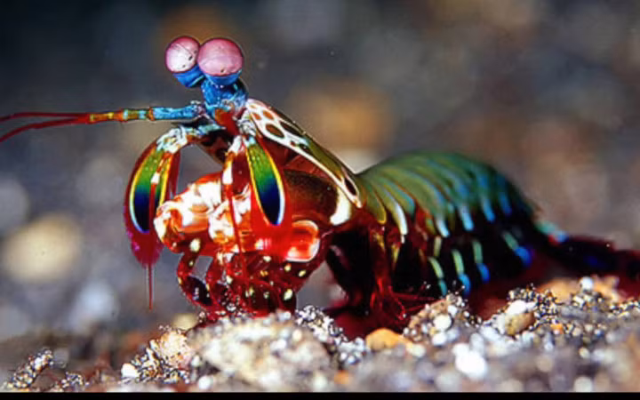 Đây là tôm tít công (Peacock mantis shrimp), hay còn gọi là tôm bọ ngựa (Ảnh: National Aquarium)